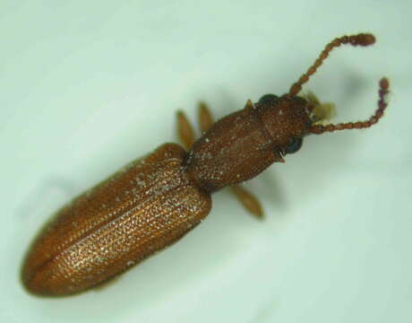 Image of silvanid flat bark beetles