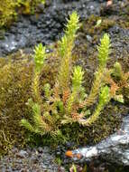 صورة Selaginella selaginoides (L.) Schrank & C. F. P. Mart.