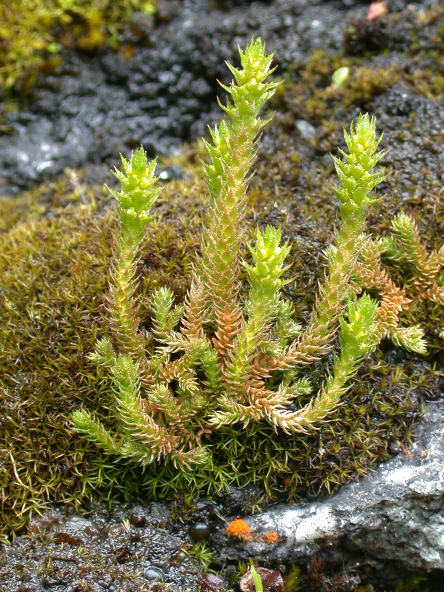 صورة Selaginella selaginoides (L.) Schrank & C. F. P. Mart.