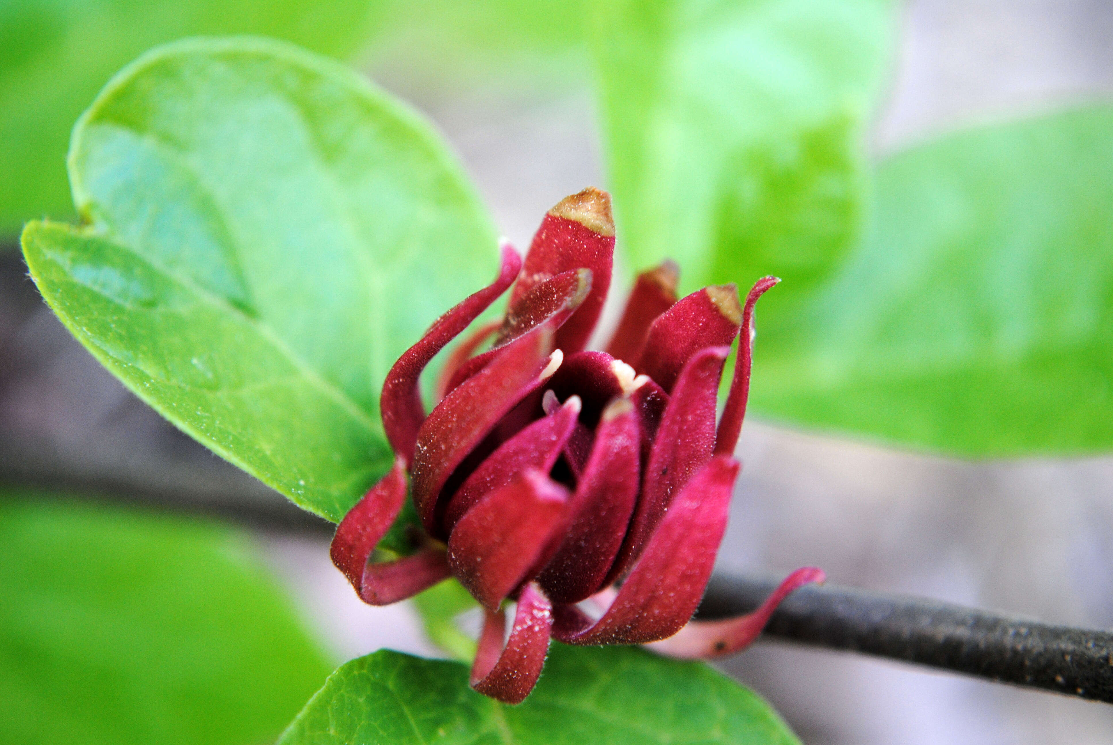 Image de Calycanthus floridus L.