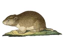 Microtus socialis (Pallas 1773) resmi