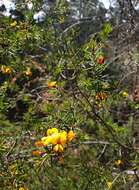 Слика од Pultenaea juniperina Labill.