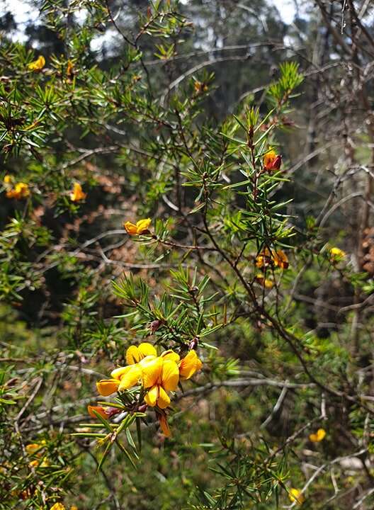 Imagem de Pultenaea juniperina Labill.