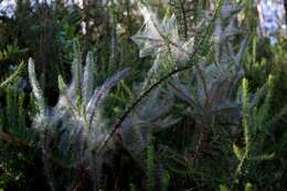 Image of Dwarf Gorse