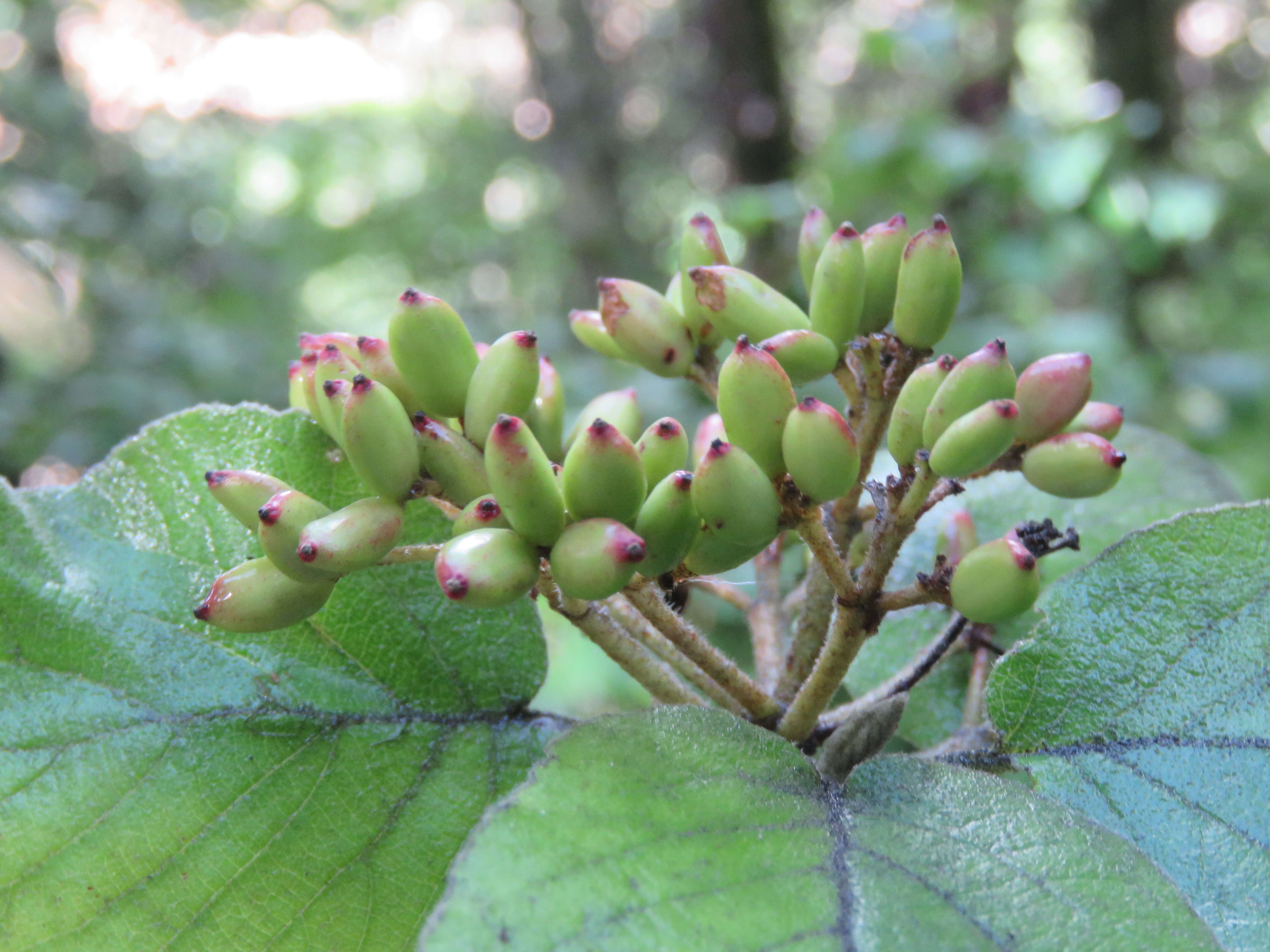 Image de Viburnum cotinifolium D. Don