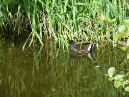 Image of Common Moorhen