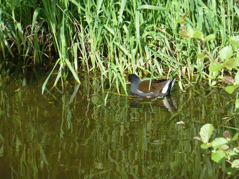 Image of Common Moorhen