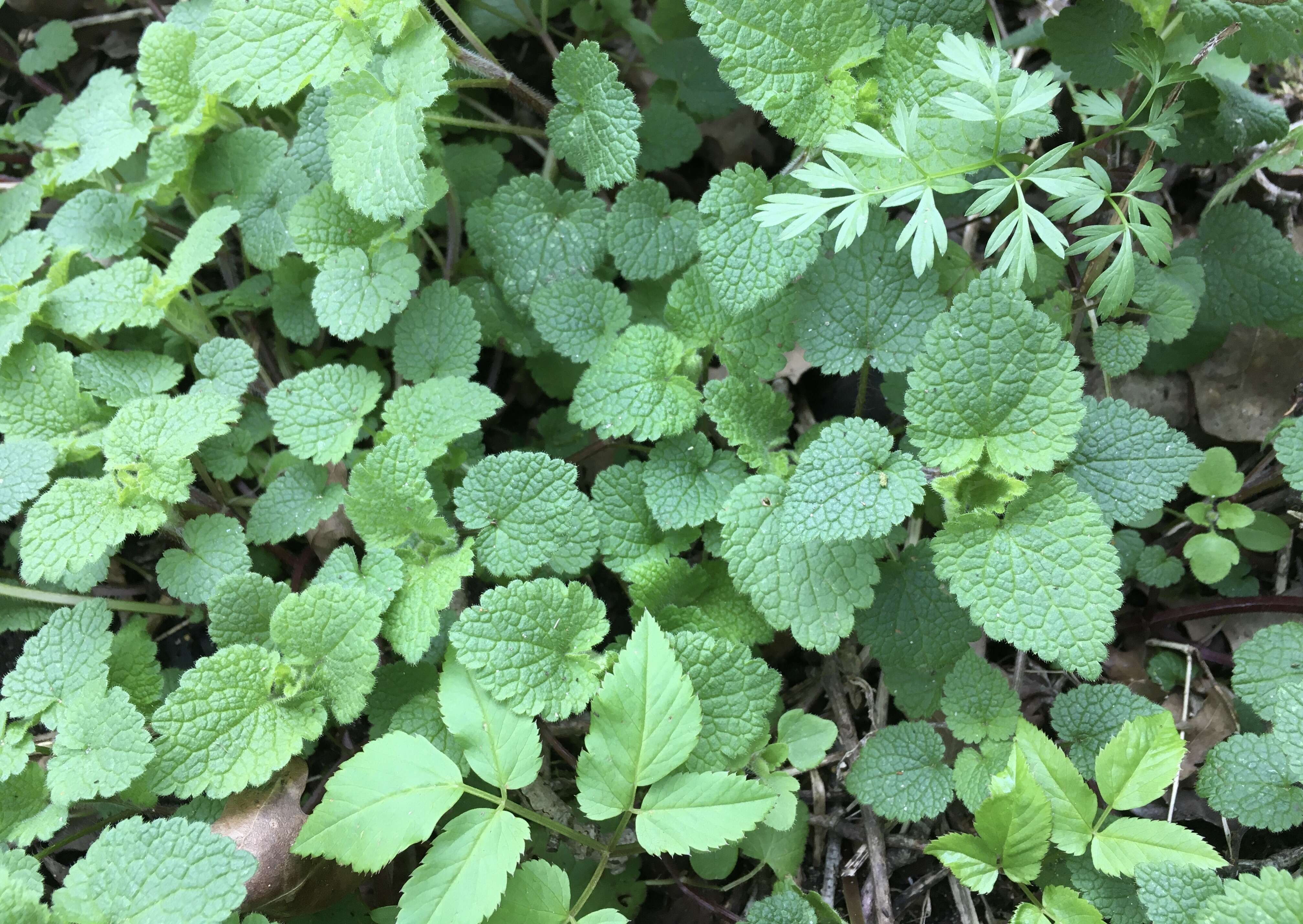 Image of spotted dead-nettle