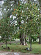 Image of largeleaf geigertree