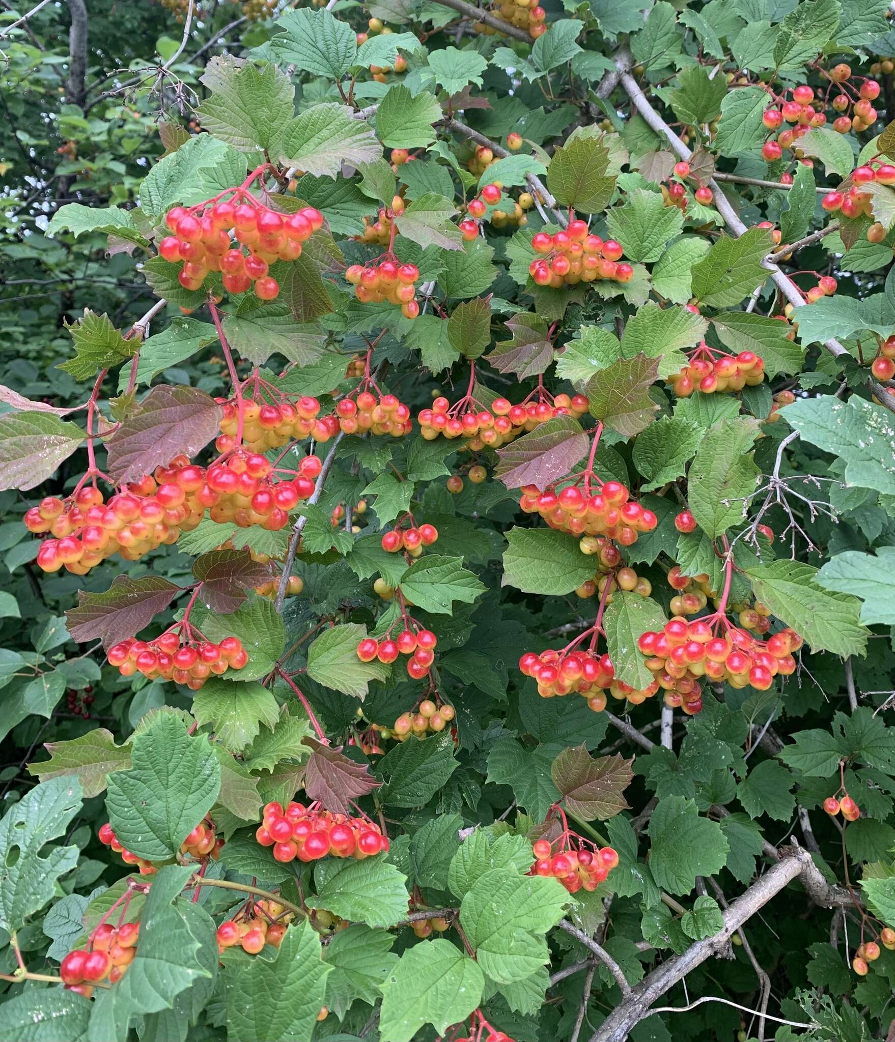 Image of Cranberry-tree