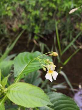 Image of small balsam