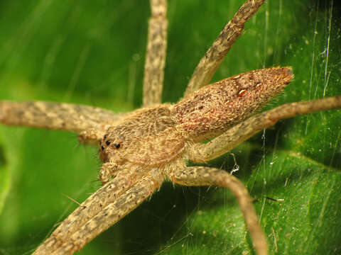 Image of Nursery Web Spider