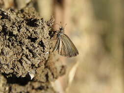 Aeromachus pygmaeus Fabricius 1775 resmi