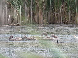 Image of Mute Swan