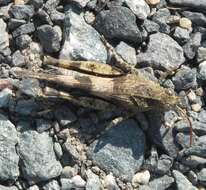 Image of blue-winged grasshopper