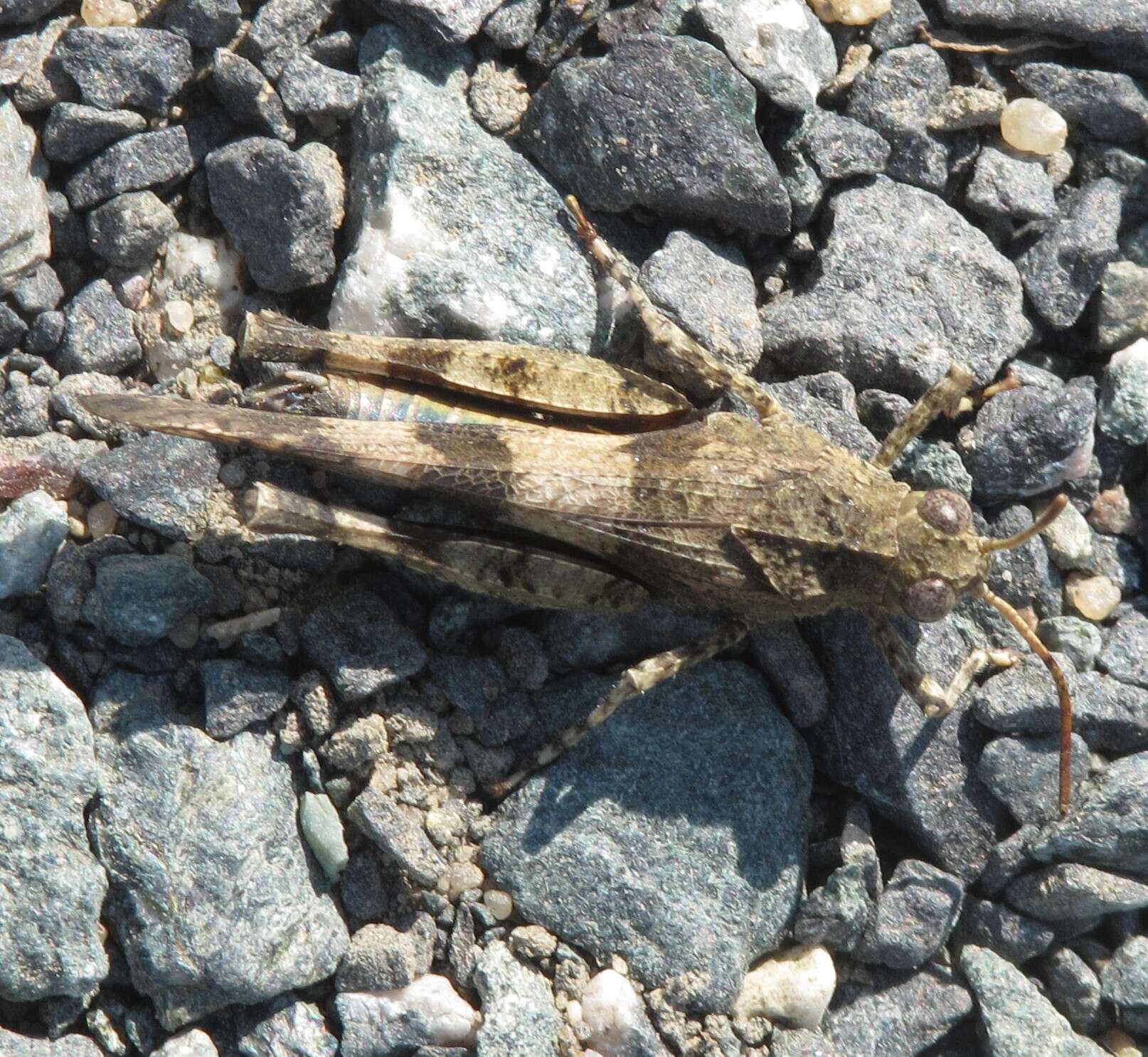 Image of blue-winged grasshopper