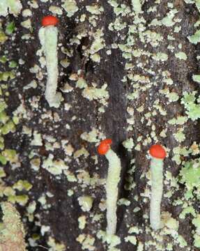 Image of Cladonia macilenta