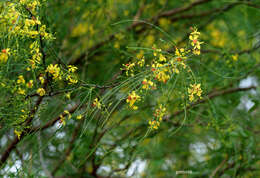 Image of Jerusalem thorn