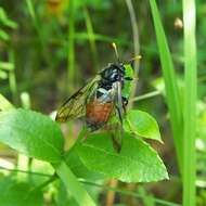 Image of <i>Cimbex femoratus</i>