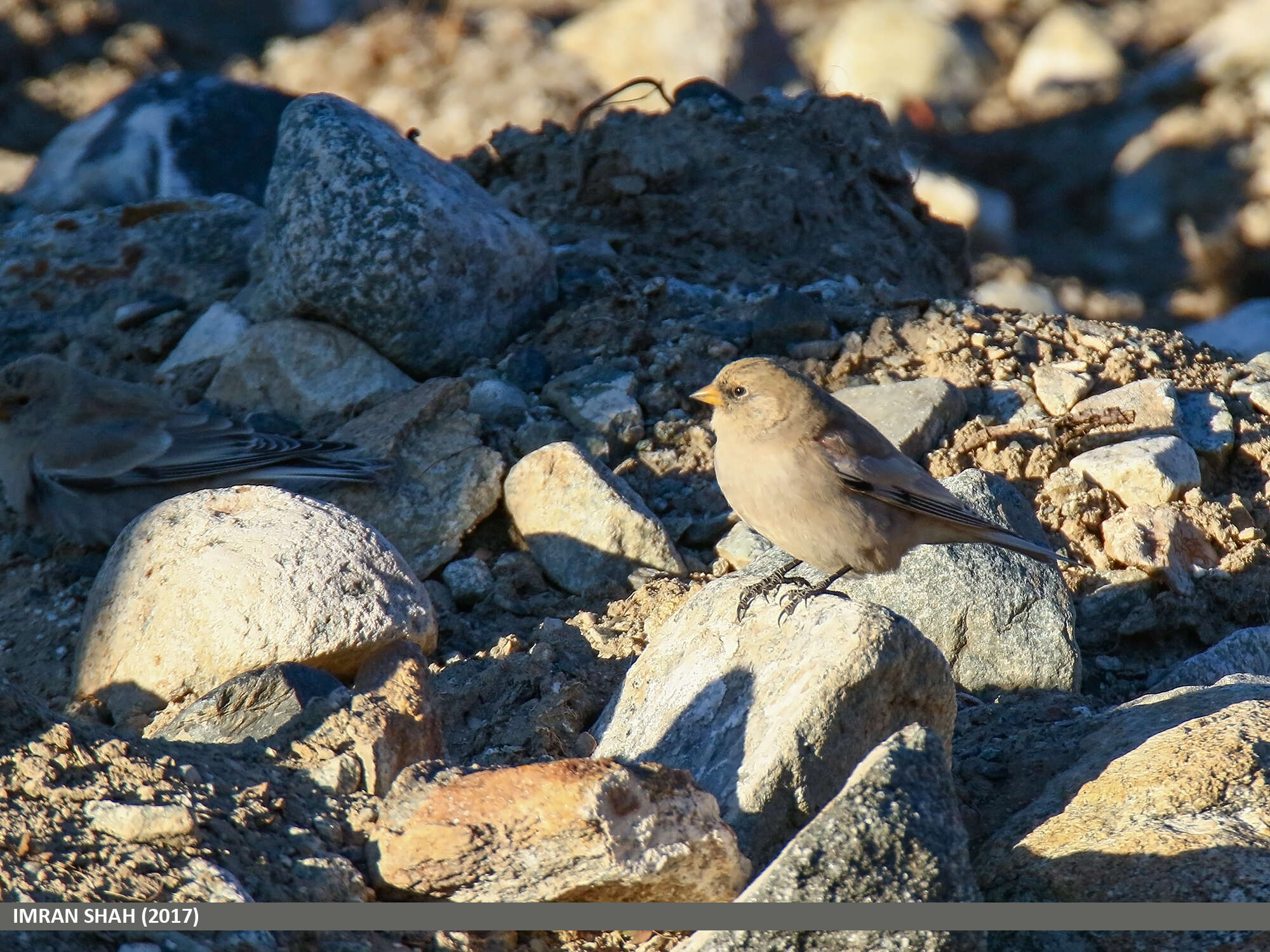 Image of Black-winged Snowfinch