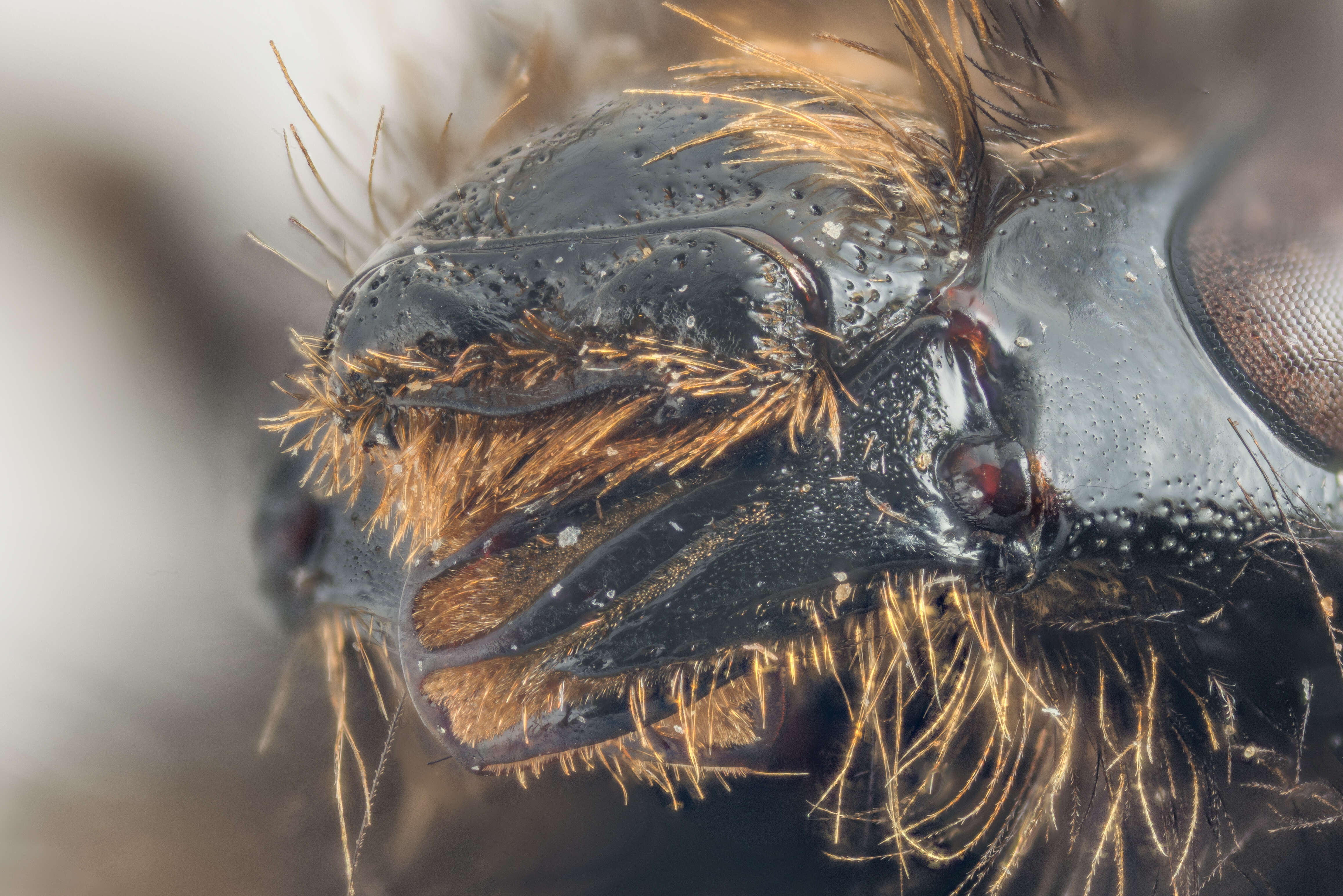 Image of Shrill carder bee