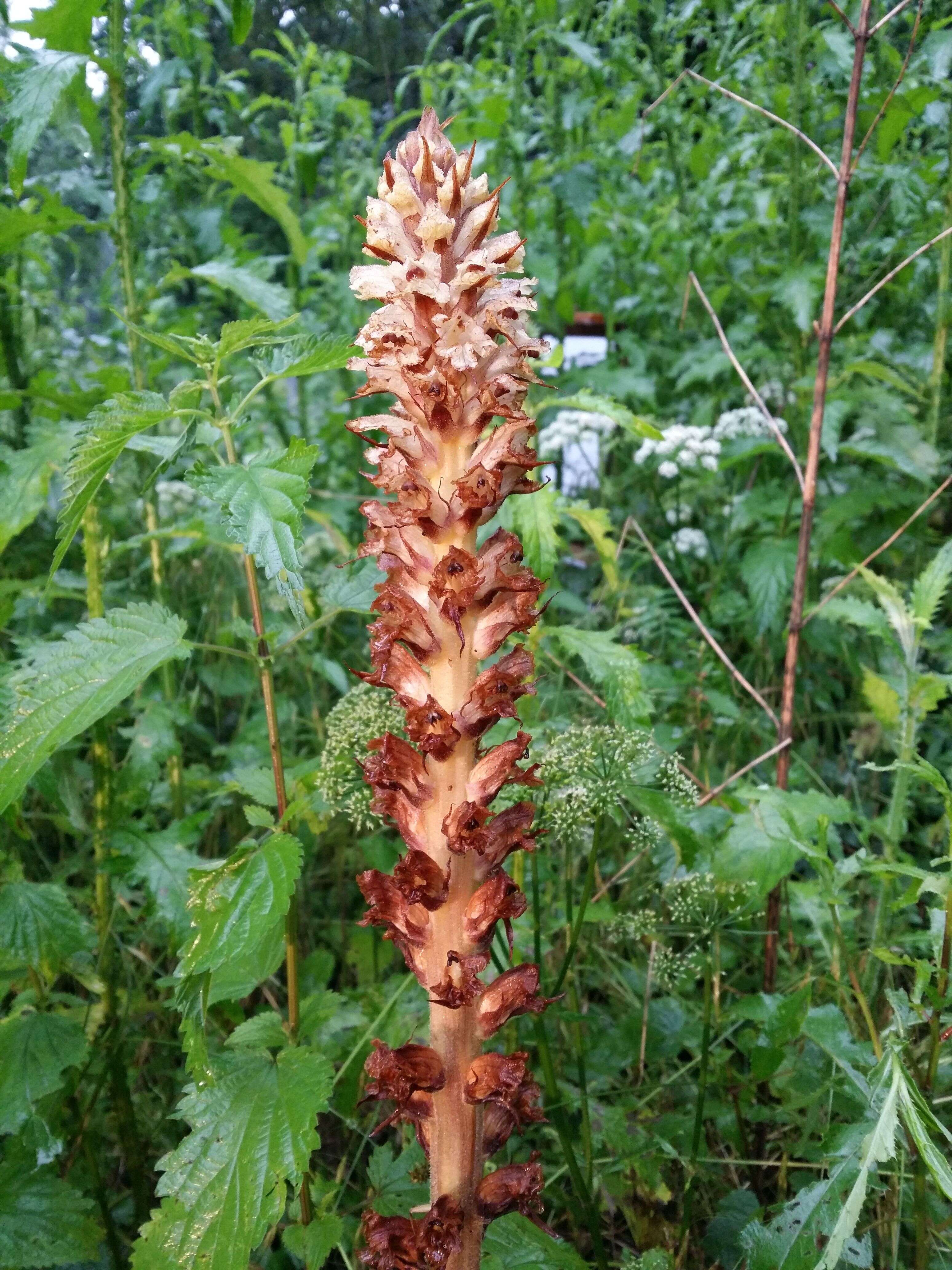 Imagem de Orobanche reticulata Wallr.