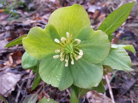 Image of Green Hellebore