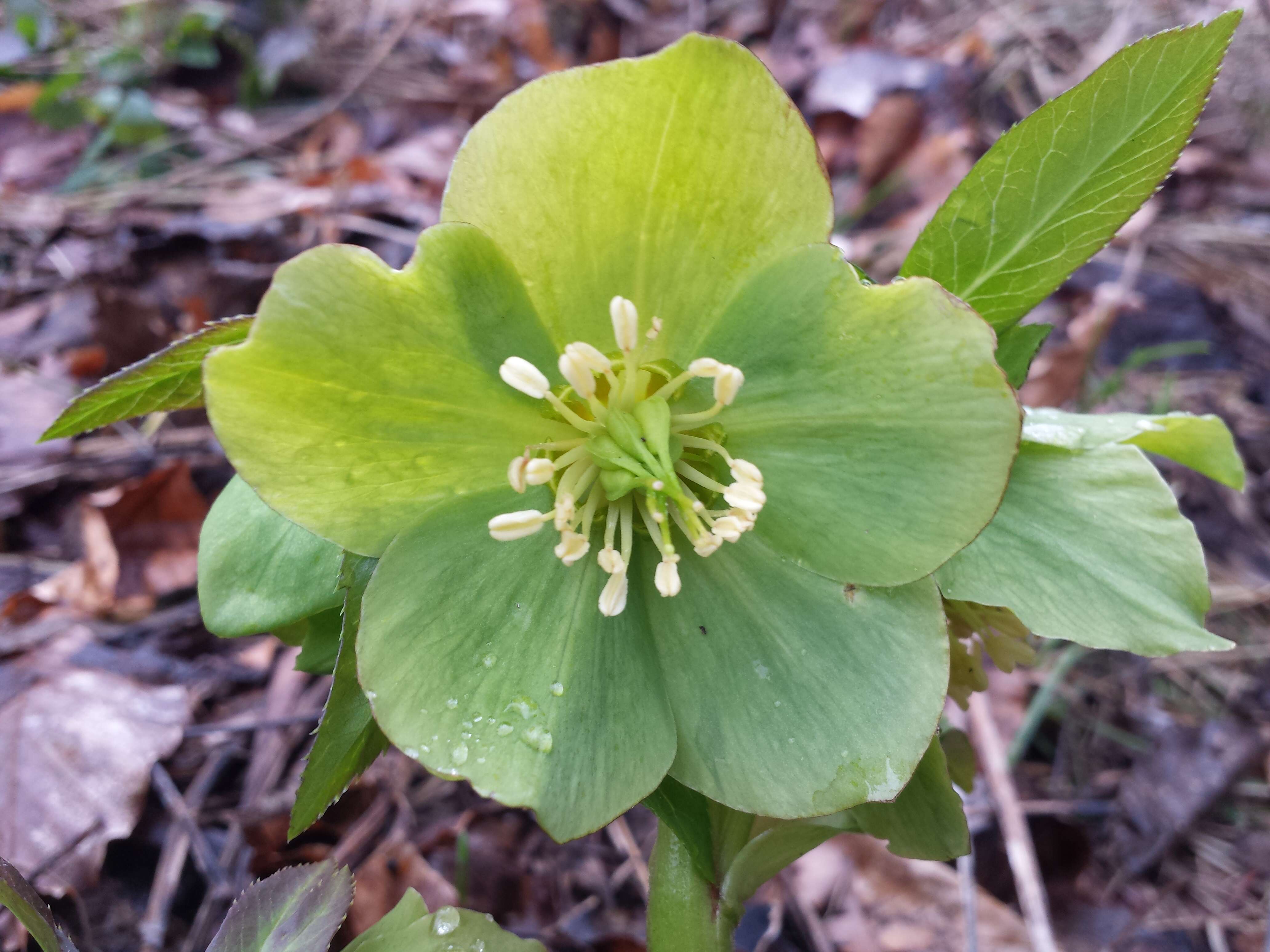 Image of Green Hellebore