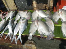 Image of Tilapia