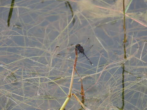 Image of Black Percher