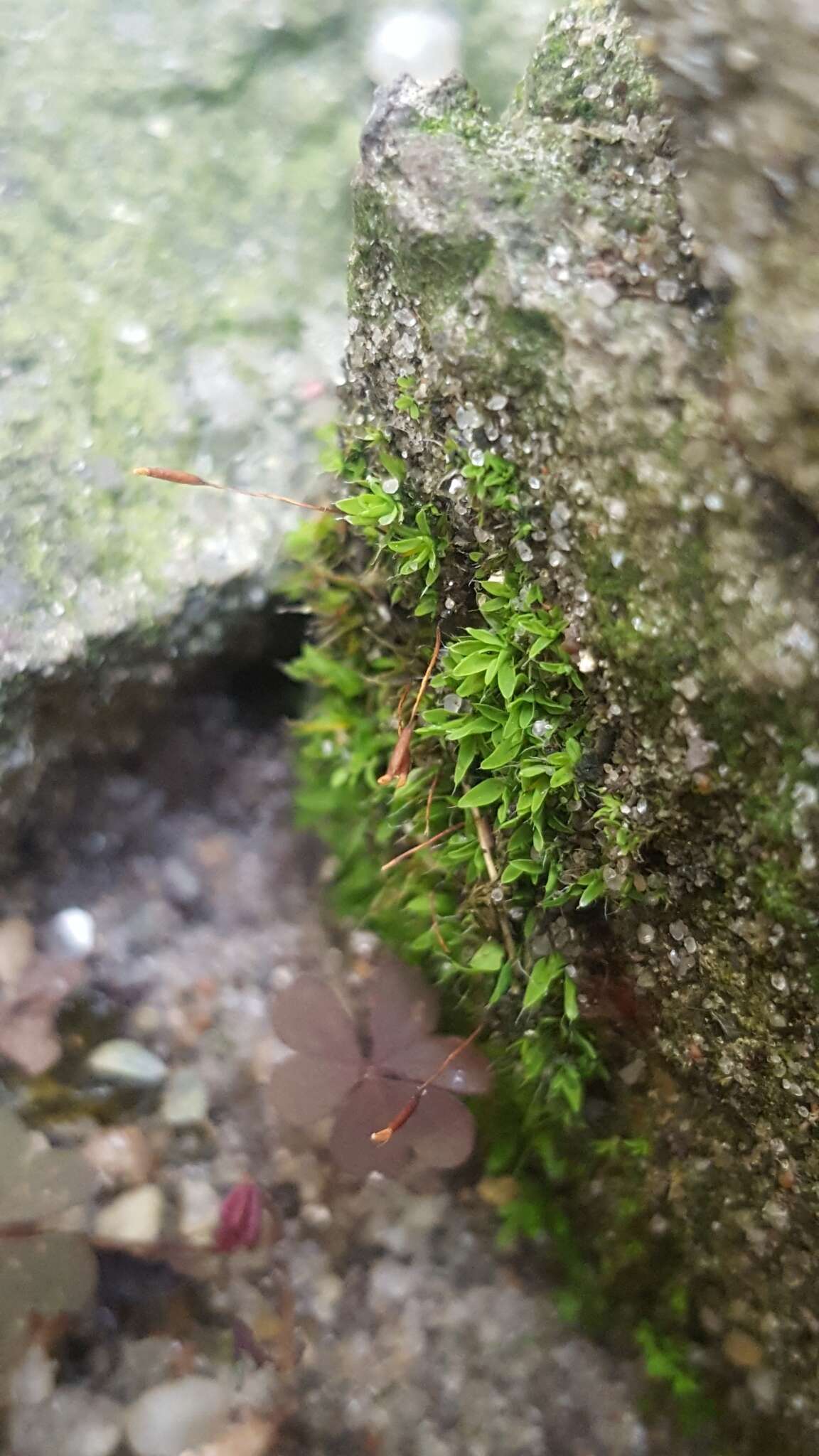 泛生牆苔的圖片