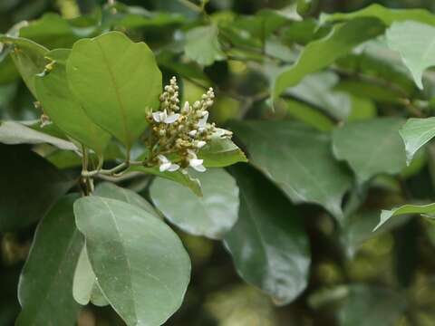 Image of Siamese Yellowleaf