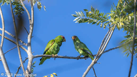 Image of White-fronted Amazon