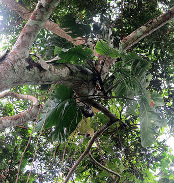 Image of Monstera dubia (Kunth) Engl. & K. Krause