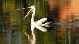 Image of Australian Pelican