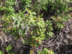 Image of West Indian raspberry