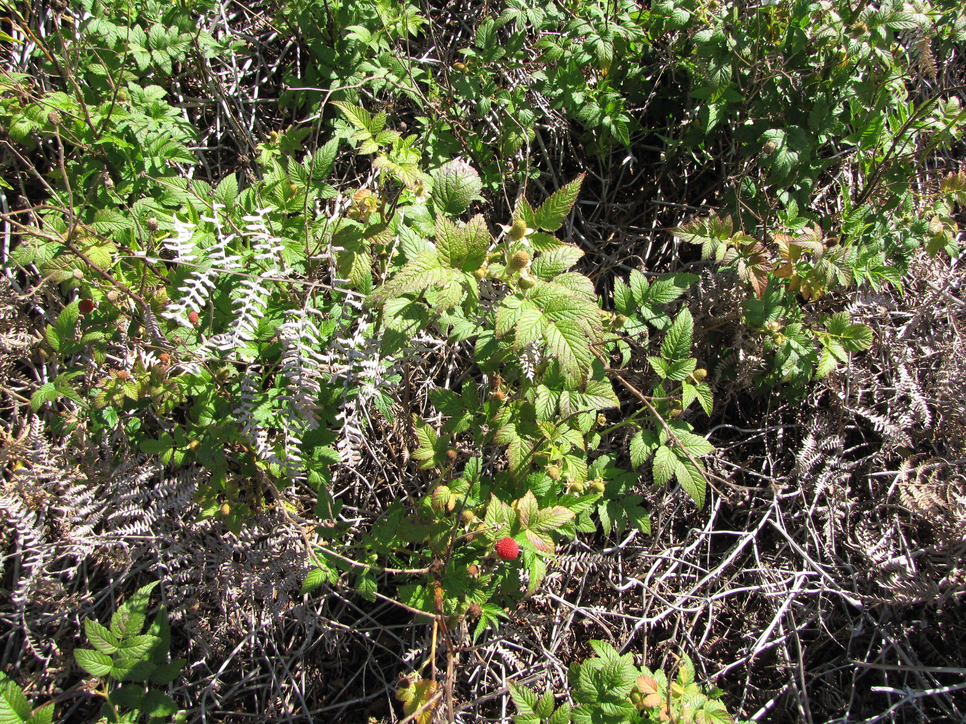 Image of West Indian raspberry