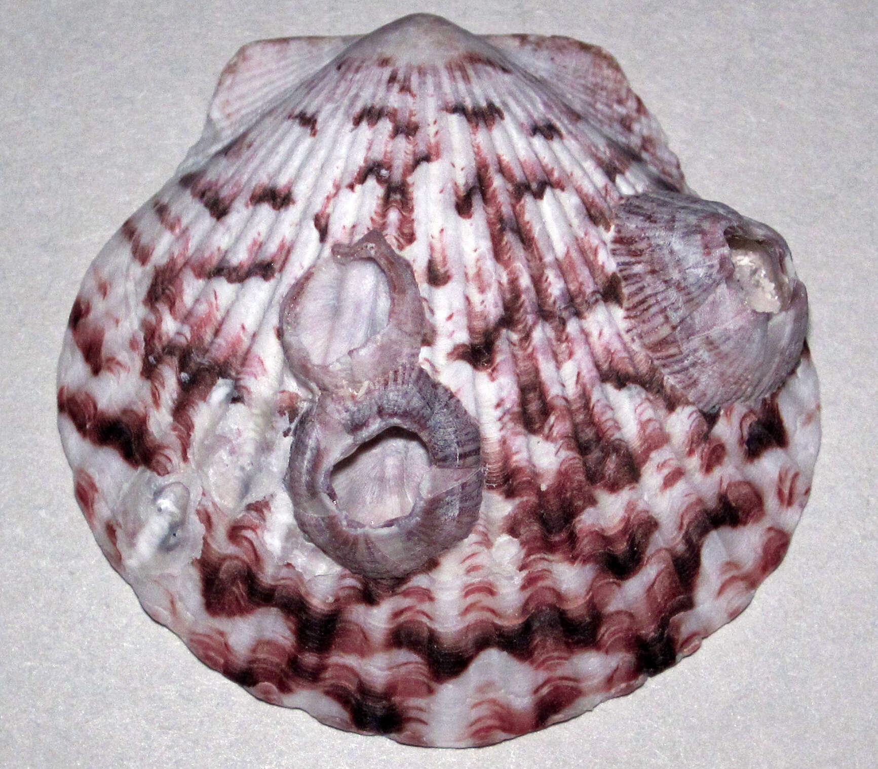 Слика од Argopecten gibbus (Linnaeus 1758)