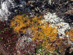 Image of teloschistes lichen