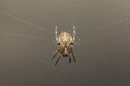 Image of Gray Cross Spider