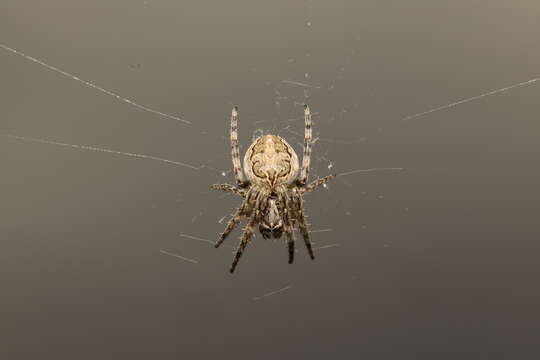 Image of Gray Cross Spider