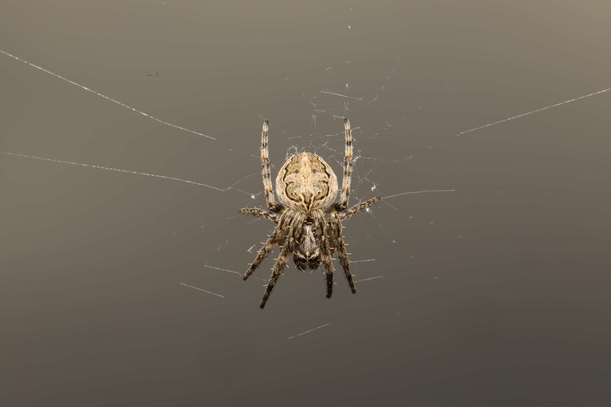 Image of Gray Cross Spider