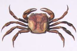 Image of Trichodactyloidea H. Milne Edwards 1853