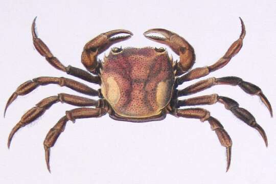 Imagem de Trichodactyloidea H. Milne Edwards 1853