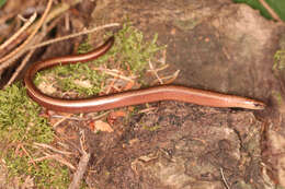 Image of Slow worm