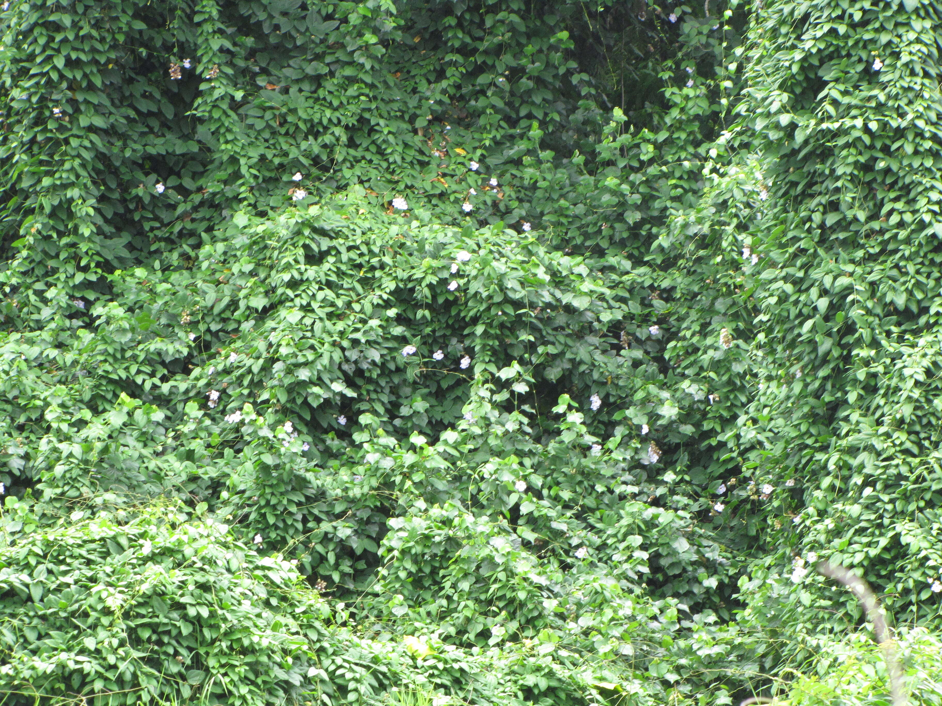 Image of laurel clockvine
