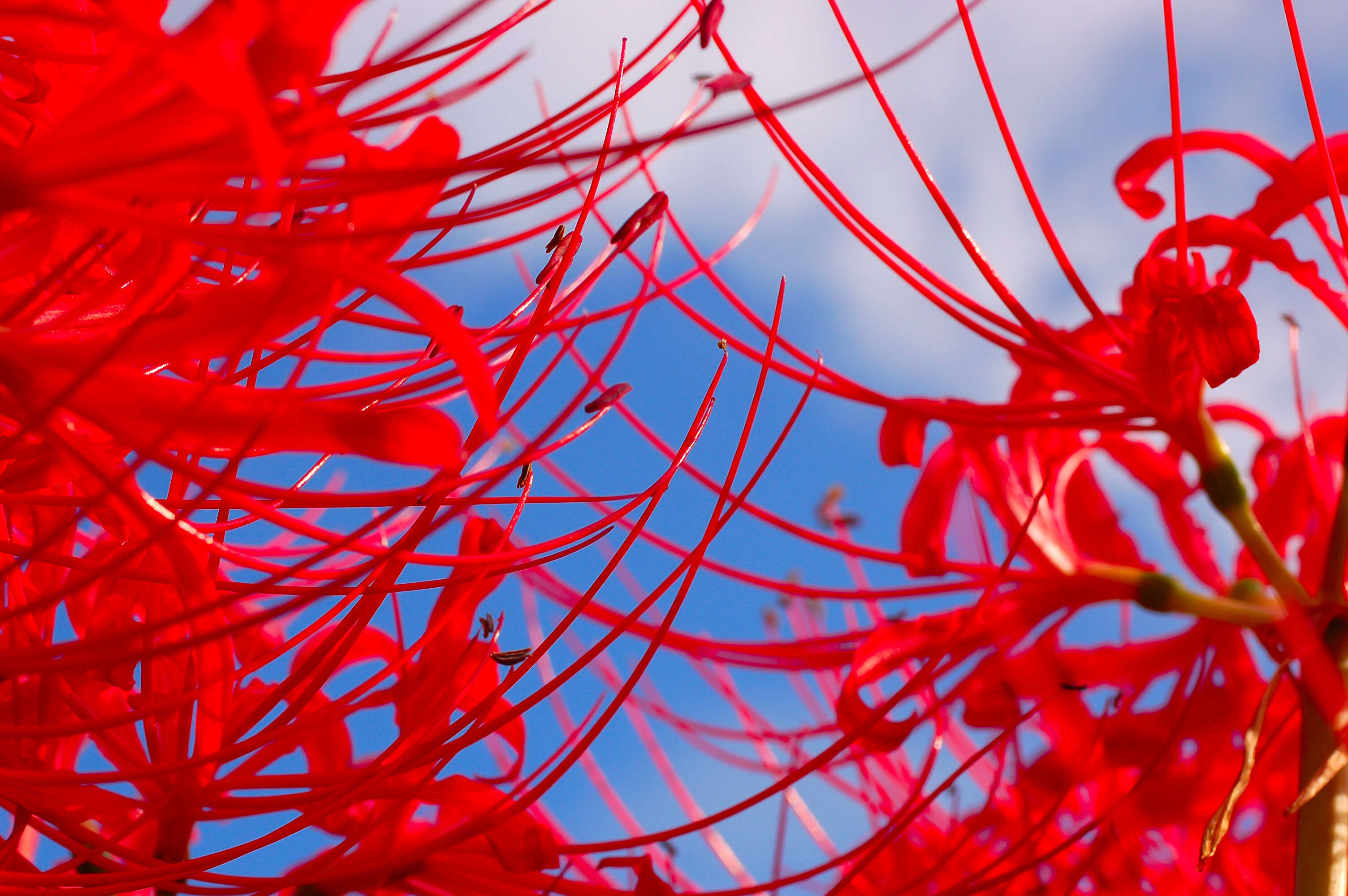 Image of red spider lily