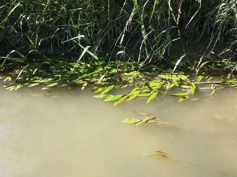 Image of Loddon Pondweed