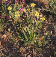 Image of Goodenia strangfordii F. Müll.