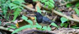 Image of Janpanese Thrush